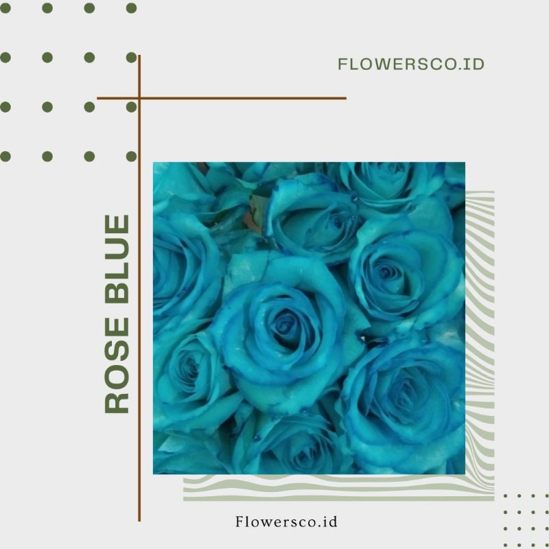 Bunga Mawar Biru Asli