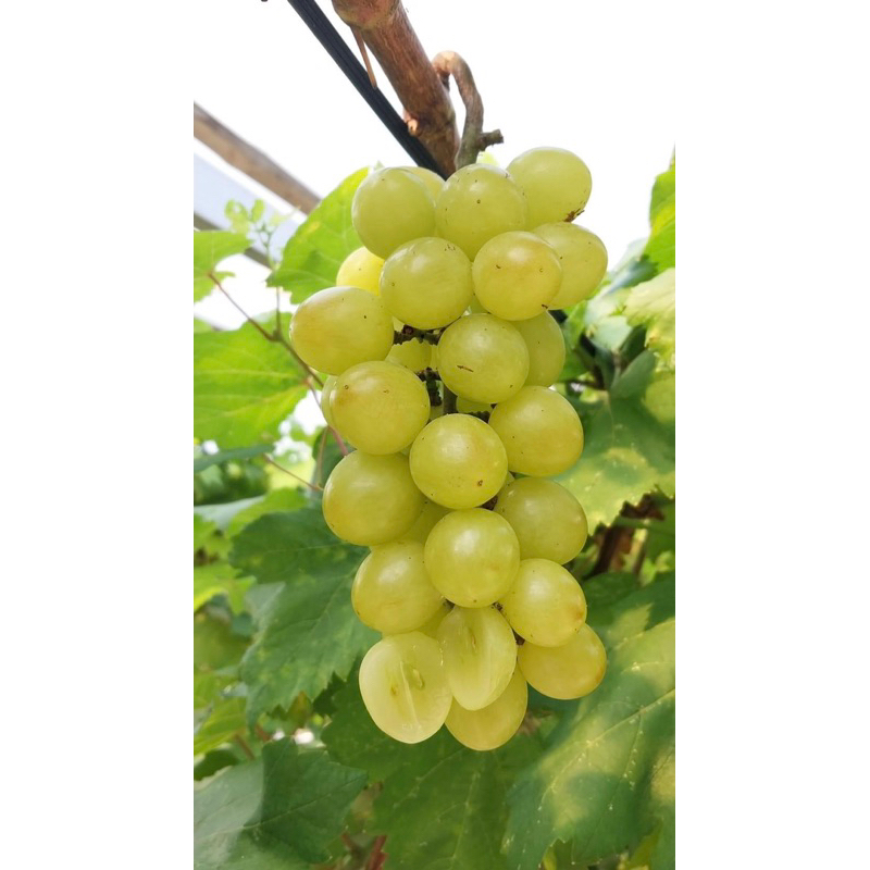 Autumn Crisp Tanaman Anggur Import Premium Supermarket Terlaris