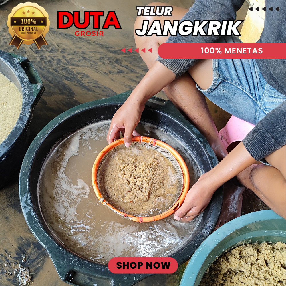 Telur Jangkrik Alam Jual BiBit Jangkrik Cliring