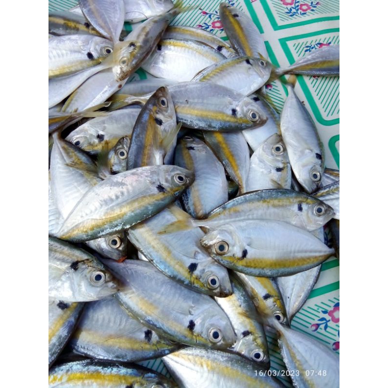 

ikan selar basah presh prozen 500gr