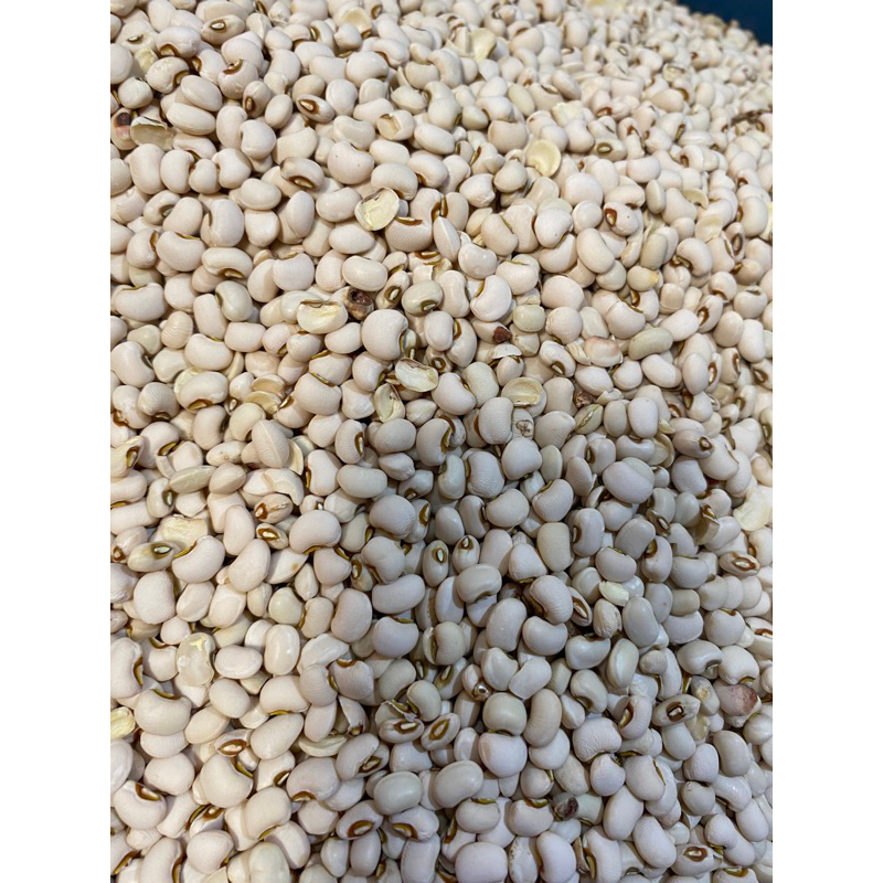 

kacang tolo