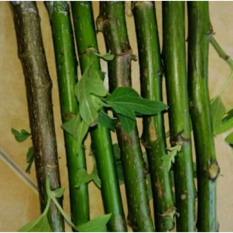 BIBIT INSULIN | DAUN INSULIN BIBIT STEK CUTTING 30CM