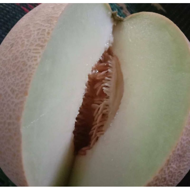 

buah melon