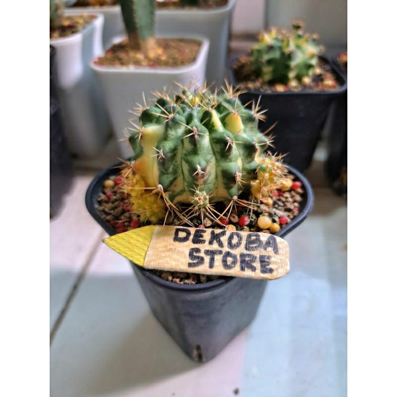 Tanaman hias kaktus gymno miha Marble #A