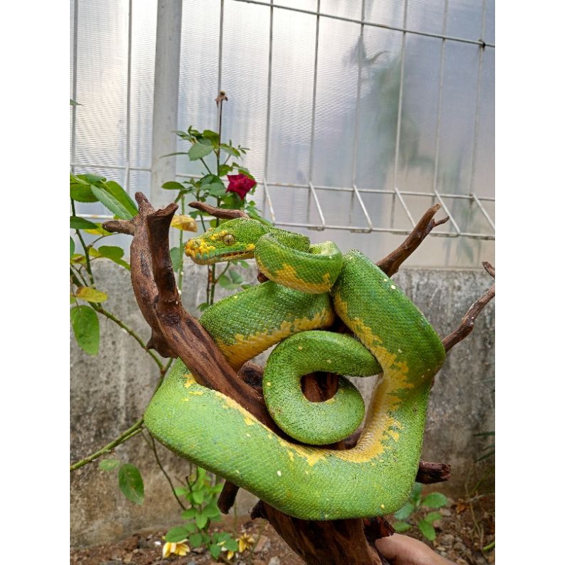 mainan ular tree python