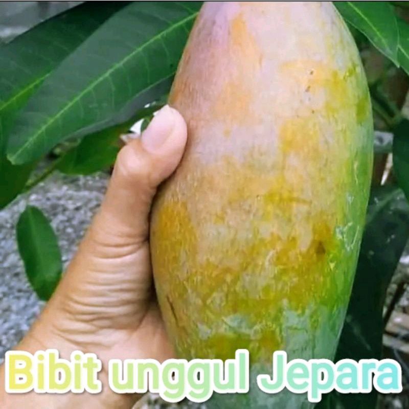 BIBIT MANGGA GOLEK SUDAH BERBUAH
