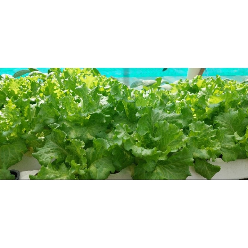 

Selada Fresh Hidroponik AGRIMART (250 gram)