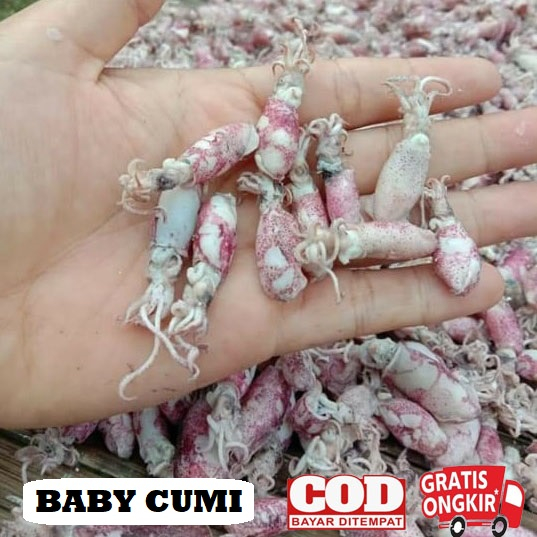 

Baby cumi kering rebus terlaris kualitas super