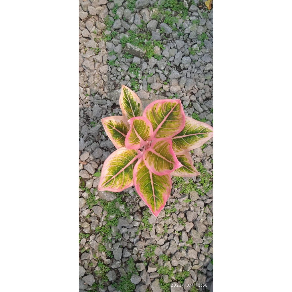 Aglaonema Lotus Delight Medium Size