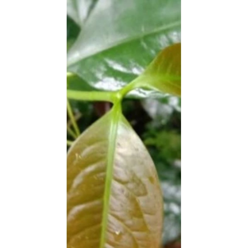 

daun tangkil melinjo muda | daun melinjo fress segar