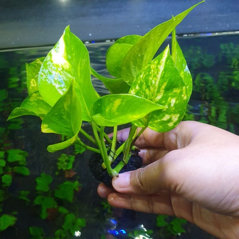 Wabikusa Sirih Gading Hiasan Aquarium Aquascape