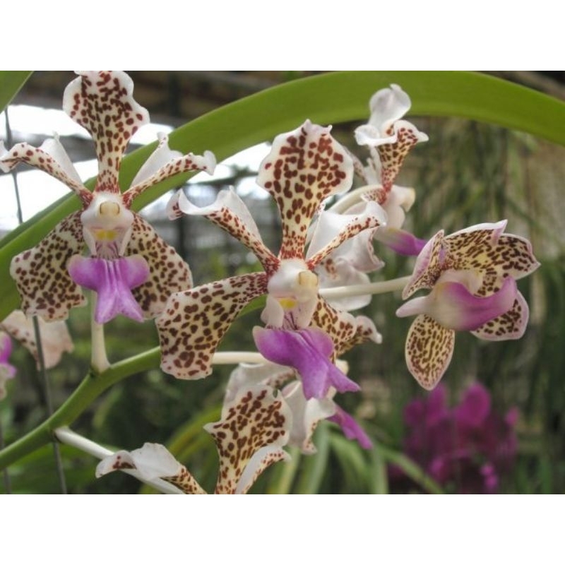 Anggrek Vanda Tricolor