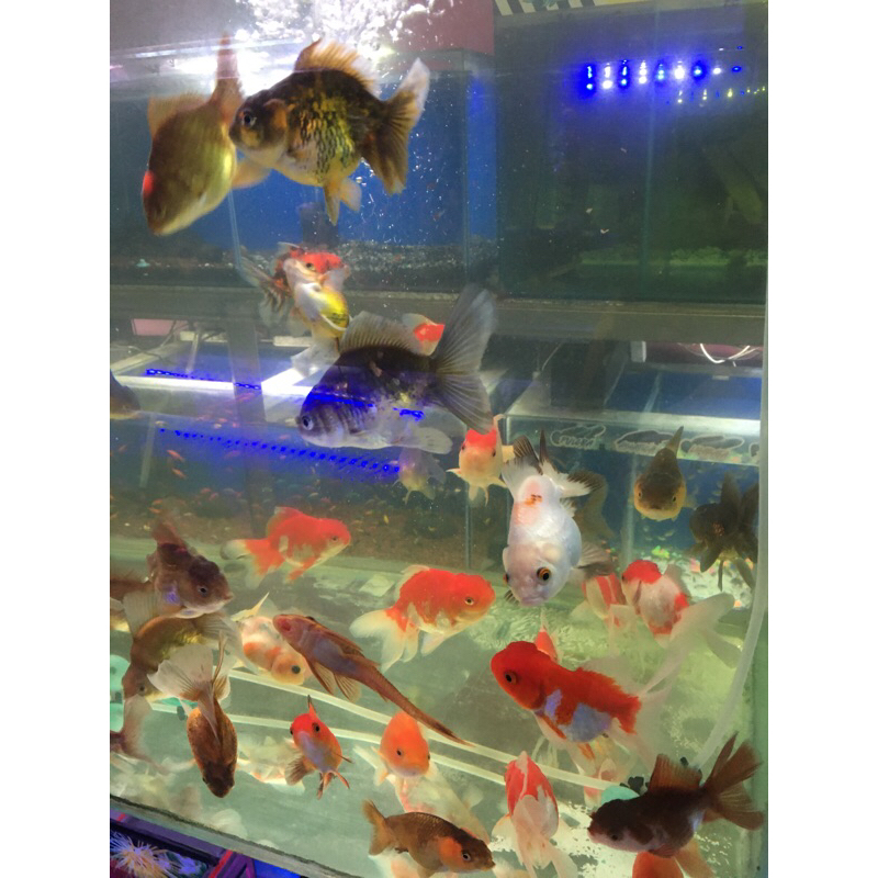 Ikan Hias Koki Jambul Warna-Warni Menarik