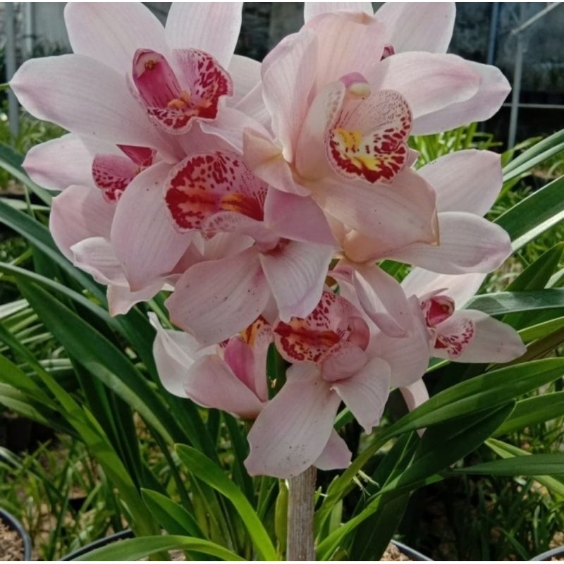 anggrek tanah import