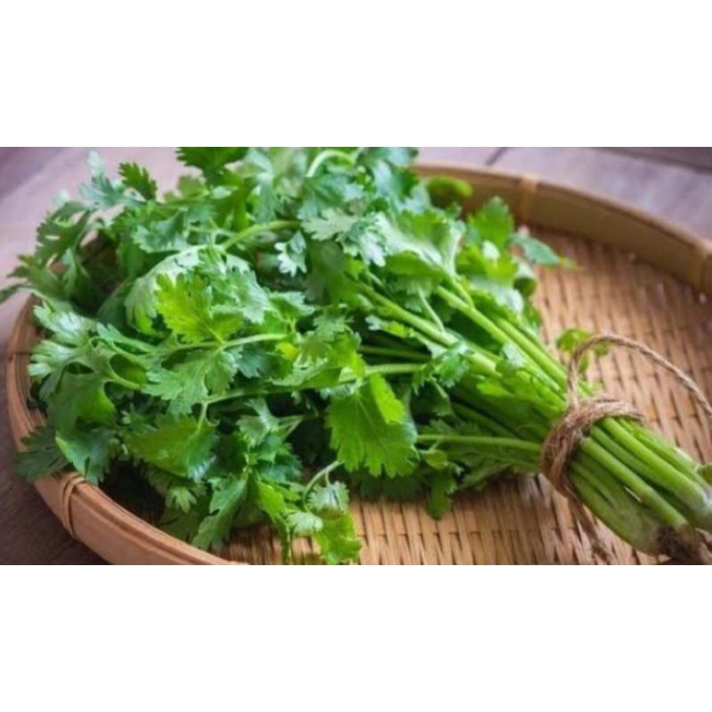 

daun seledri