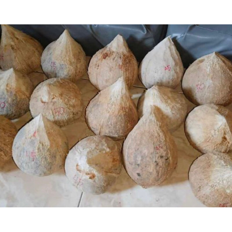 

Kelapa Kopyor Size M