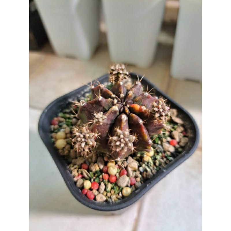 Tanaman hias kaktus gymno miha Black Pearl #A