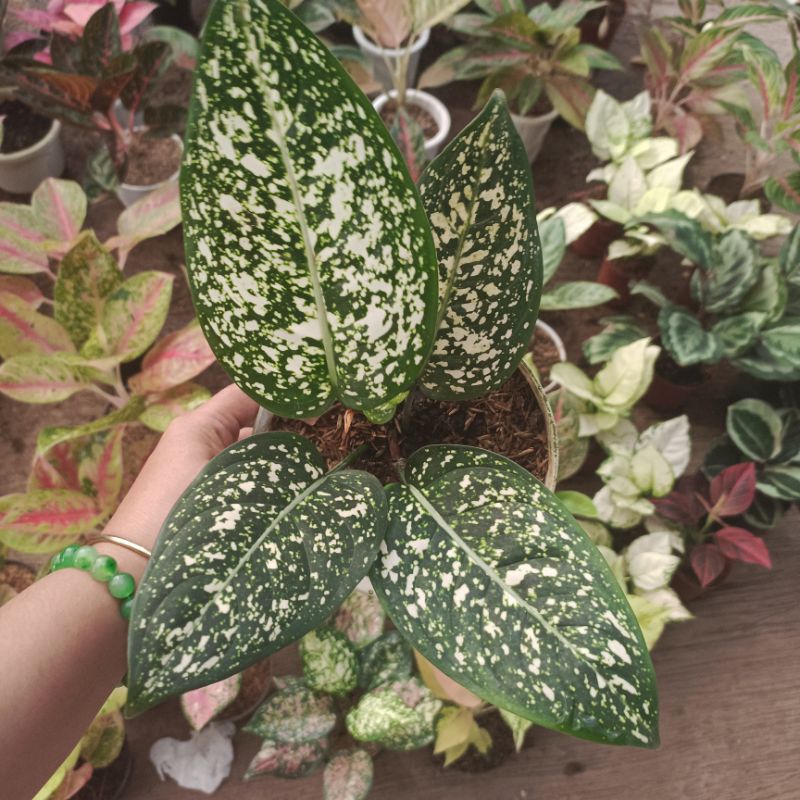 Aglonema Big leaf