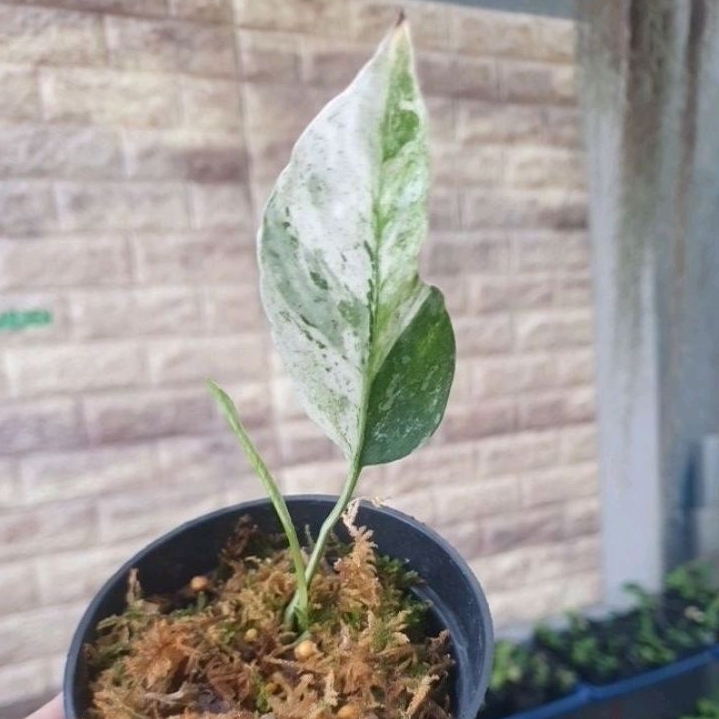 epipremnum hanoman sp bali