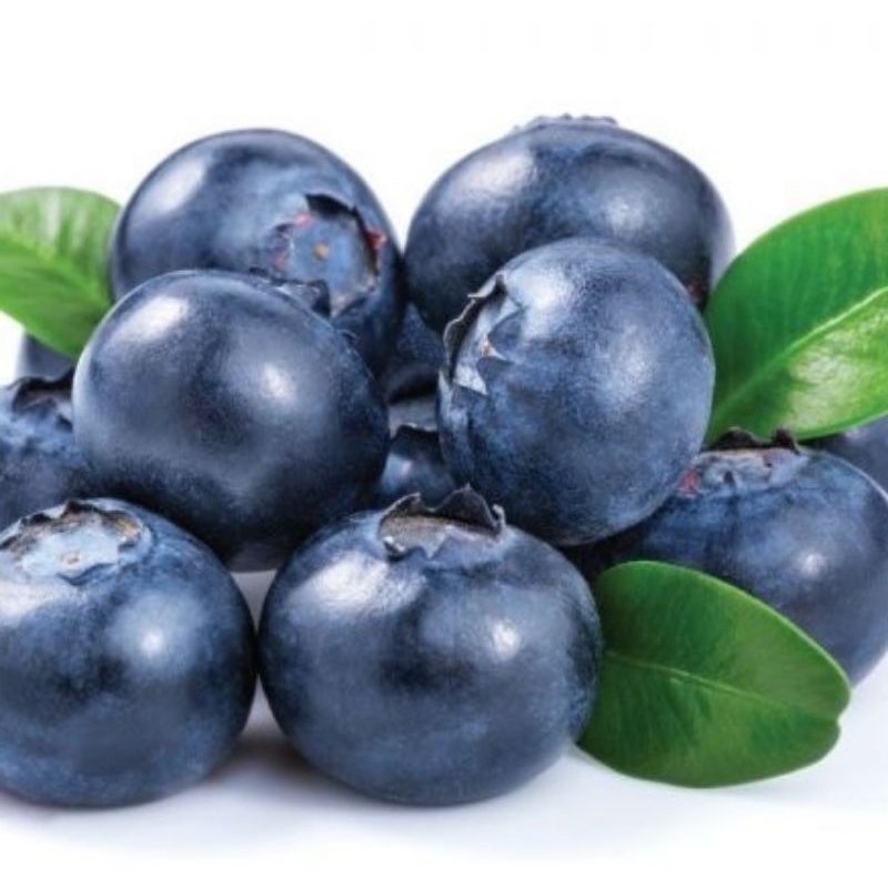 BIBIT TANAMAN BLUEBERRY
