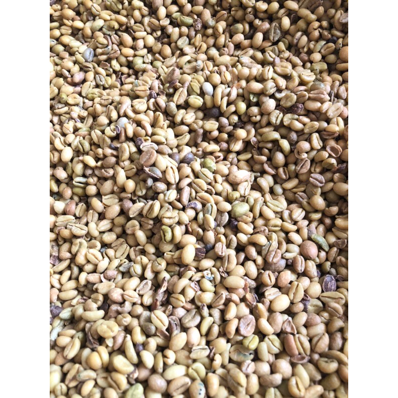 

Biji Kopi Robusta