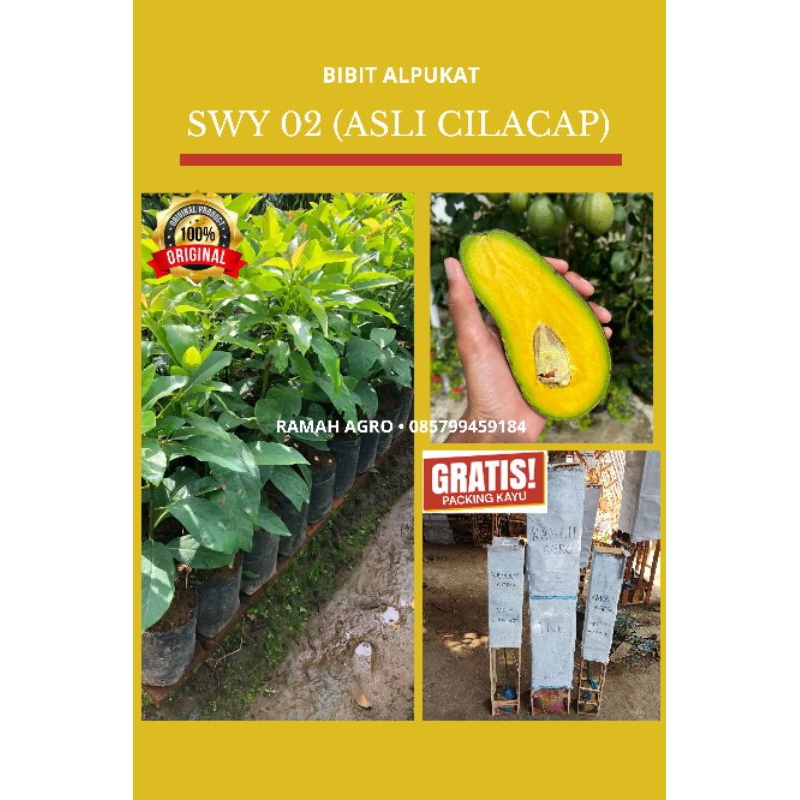 Bibit Alpukat SWY 02