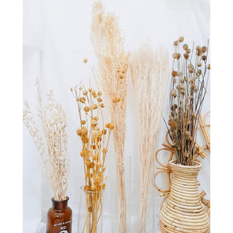 Wildery Grass Dekorasi Rustik Tanaman Daun Kering buny tail lagurus Palem Gandum Ilalang Pampas Loka