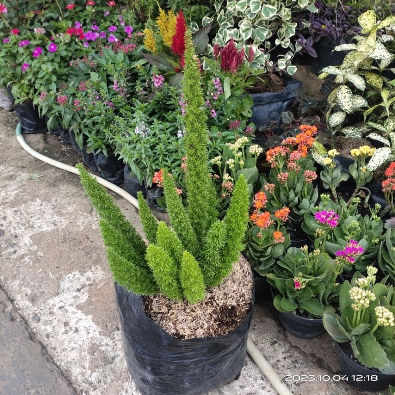 Tanaman Hias Etalase 02