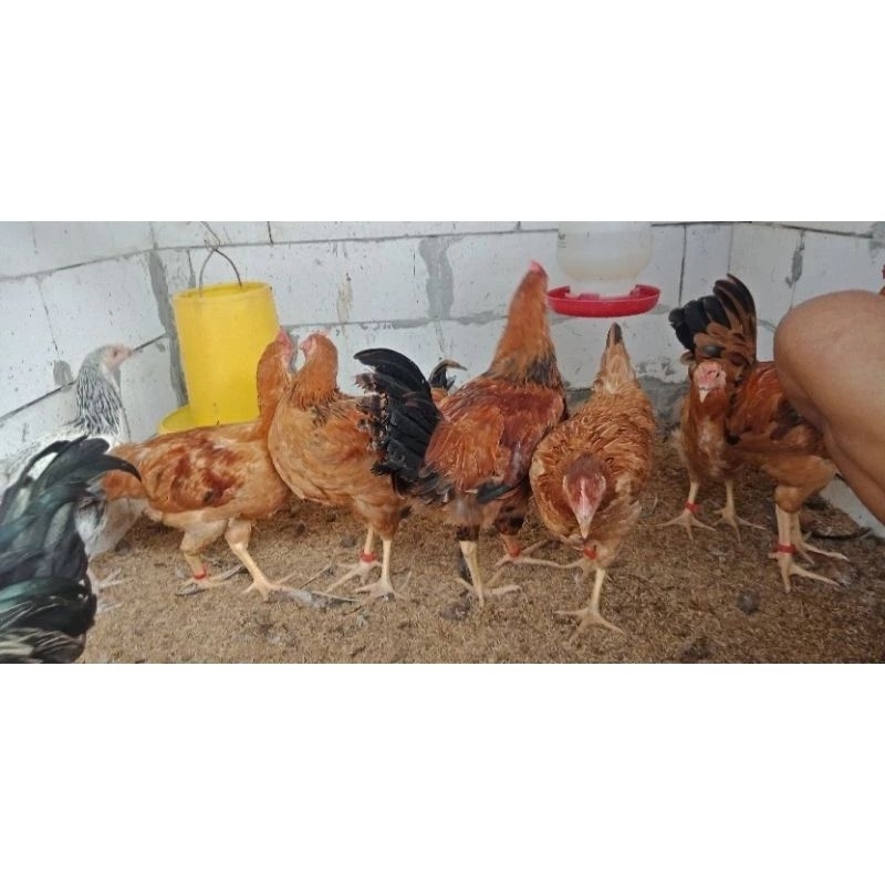 Telur Tetas Australorp X Merawang