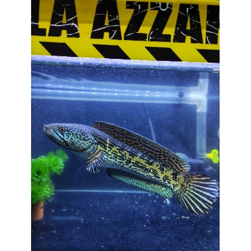 ikan chana auranti jumbo