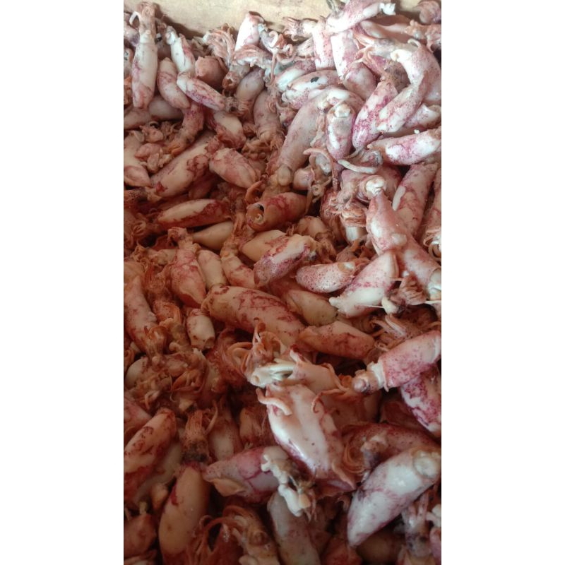 

Termurah ikan asin baby cumi 250gr