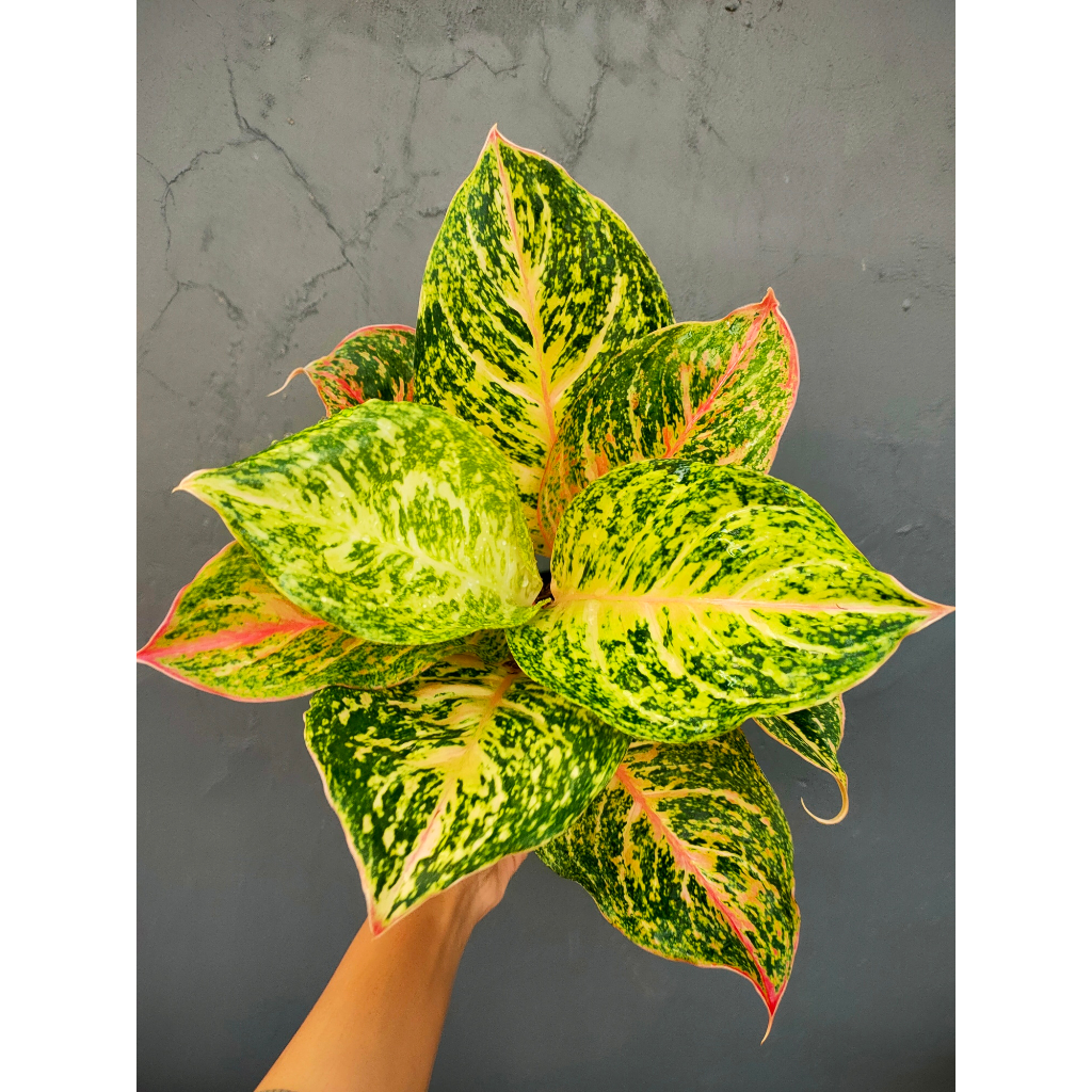 Aglaonema Bidadari