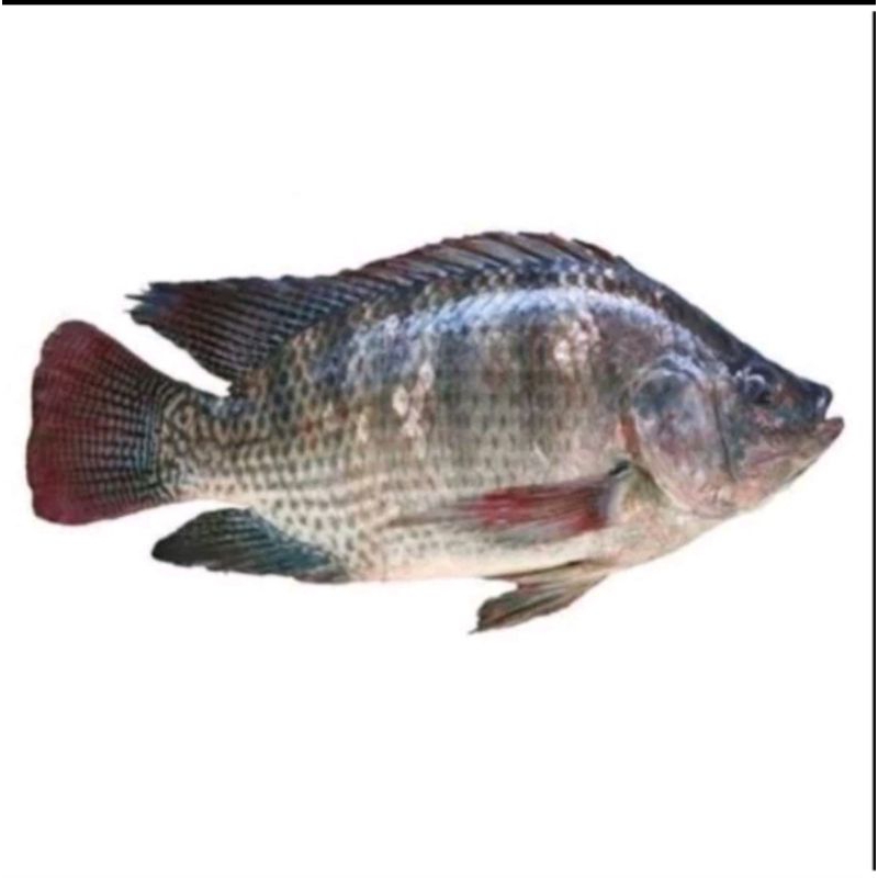 

Ikan Mujaer / Ikan Nila Fresh Sayur Segar