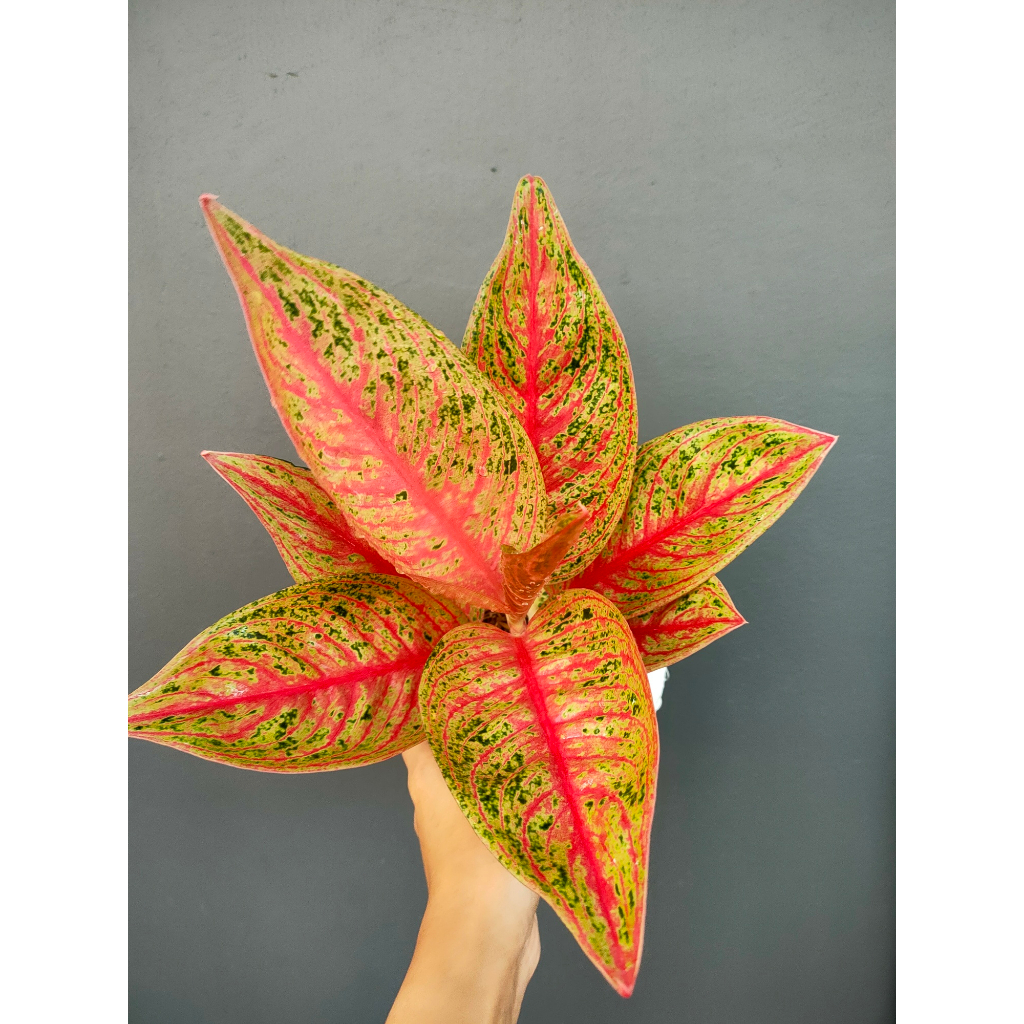 Aglaonema Super Red Legacy