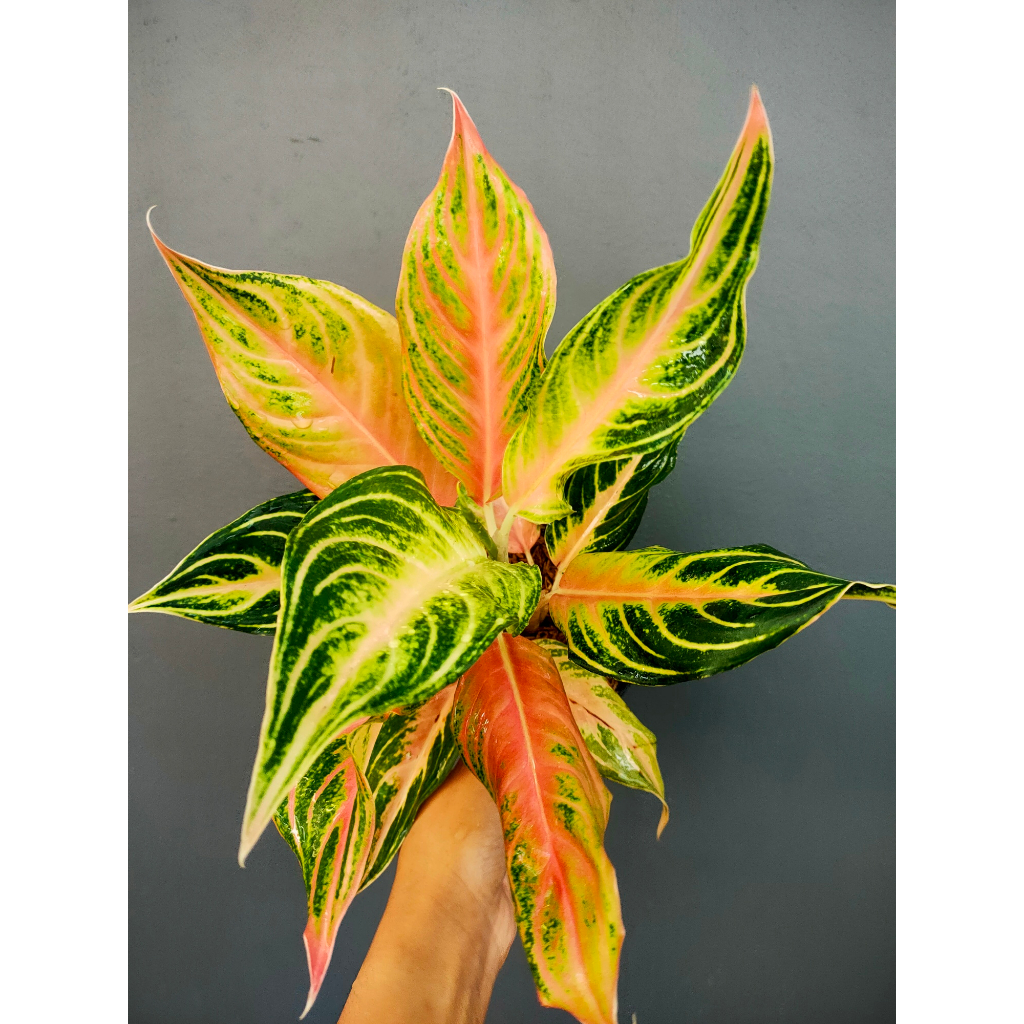 Aglaonema Pink Sunset
