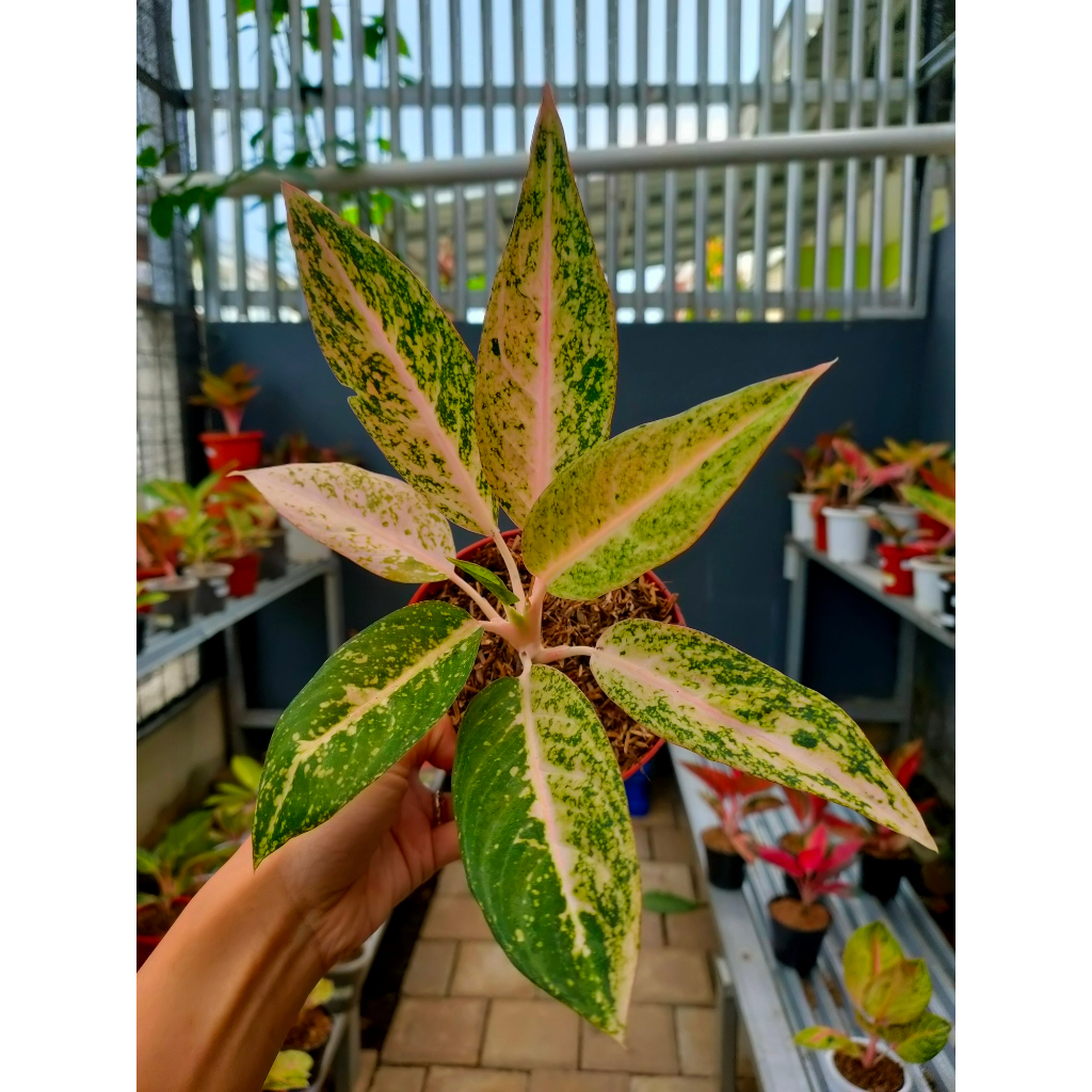 Aglaonema Legacy Mutiara
