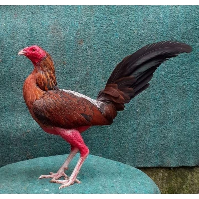 

telur ayam ak 37/feru bostom paket 4 butir