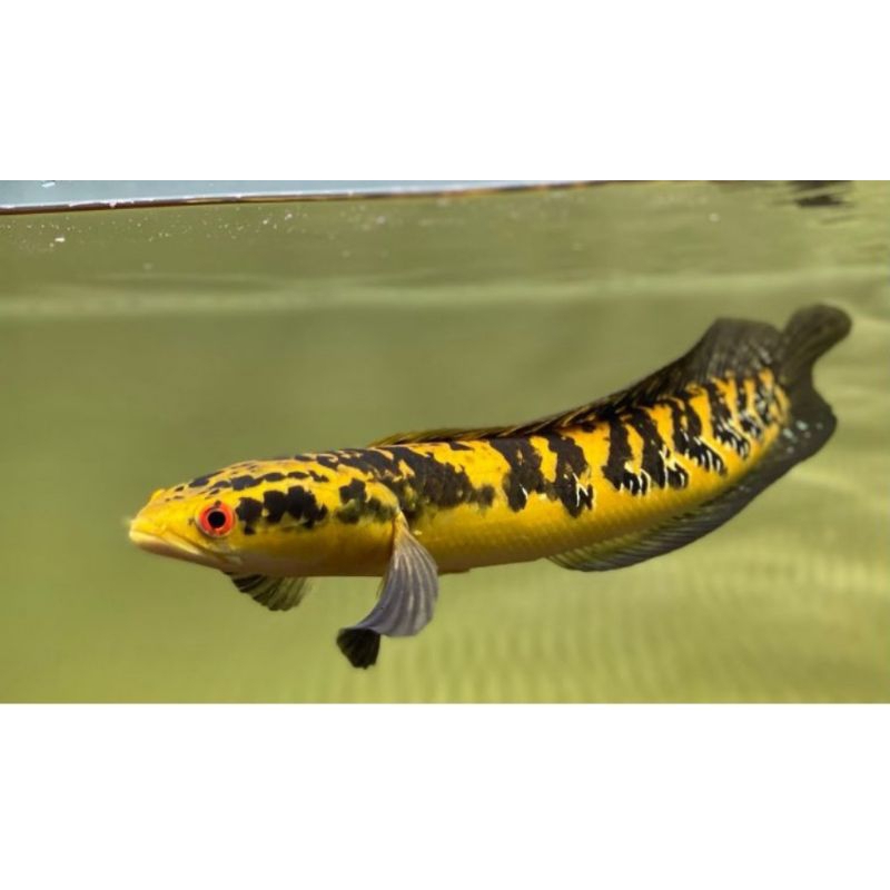 

yellow sentarum single tank simet