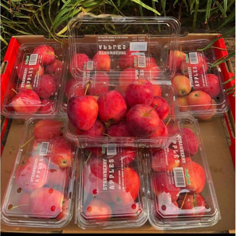 

Apel Strawberry pack - Strawberry Apel Manis Seger
