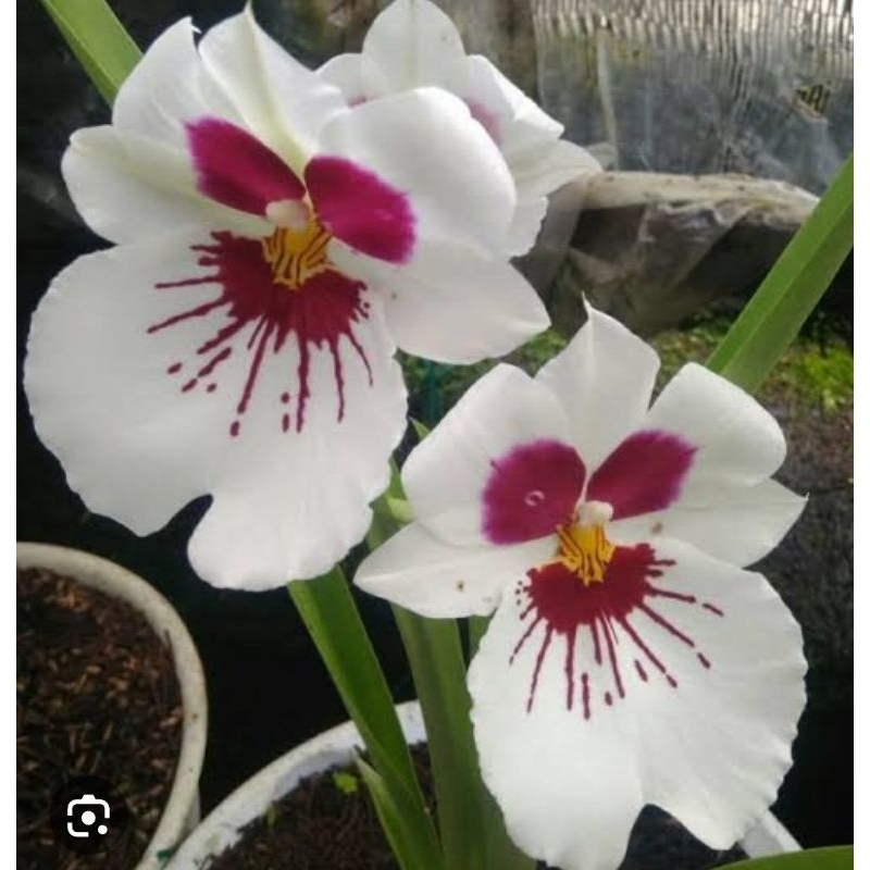 anggrek miltonia dewasa