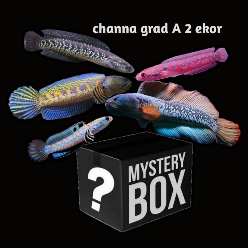 box-mistery channa isi 2e no gabus