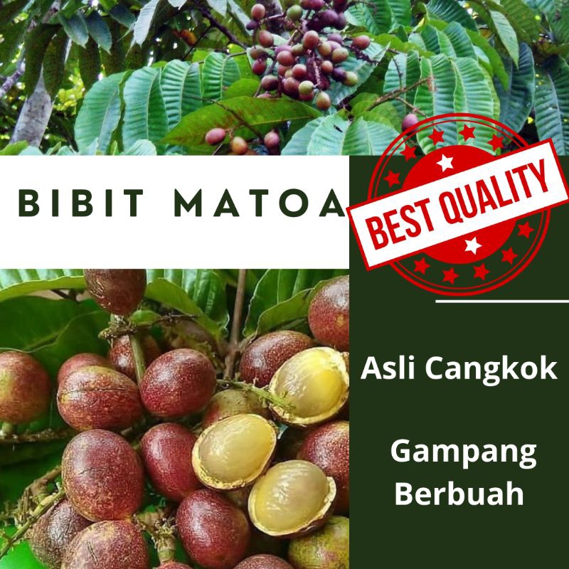 Bibit Buah Matoa Super