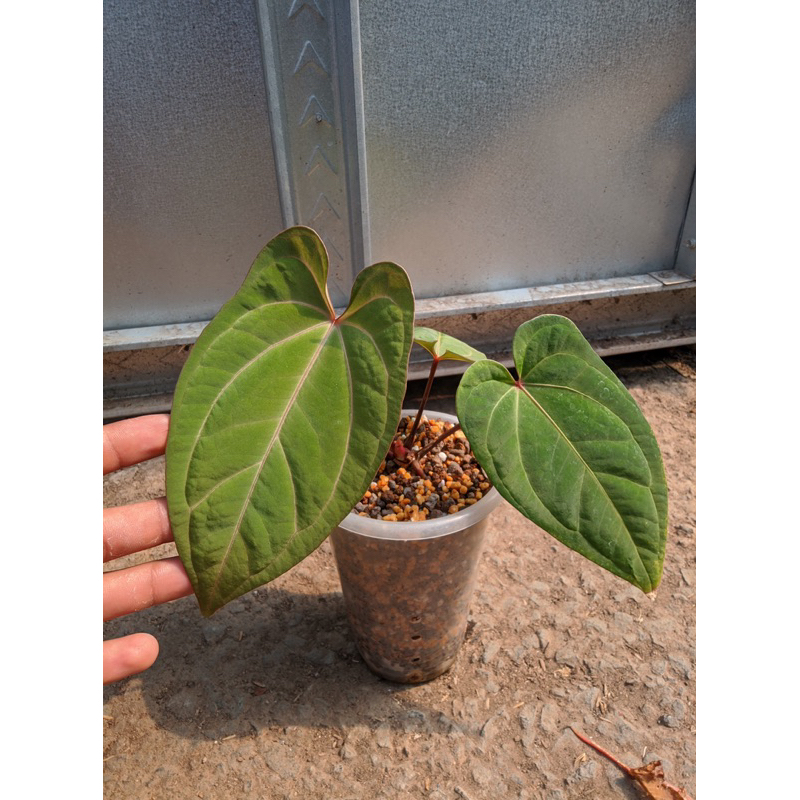 tanaman Anthurium Papilaninum Hybrid
