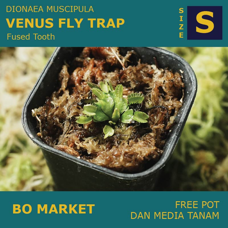 Venus Flytrap Fused Tooth, Dionaea Muscipula Size S 3cm