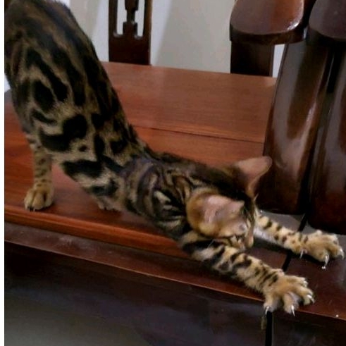 KUCING BENGAL BETINA MUDA ANAKAN 2B1.1 usia 8 bulan MOTIF BELANTARA DIBAHARI