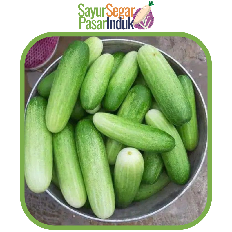 

Sayur Timun Baby Lalap 200-250 gr Sayur Segar Pasar Induk