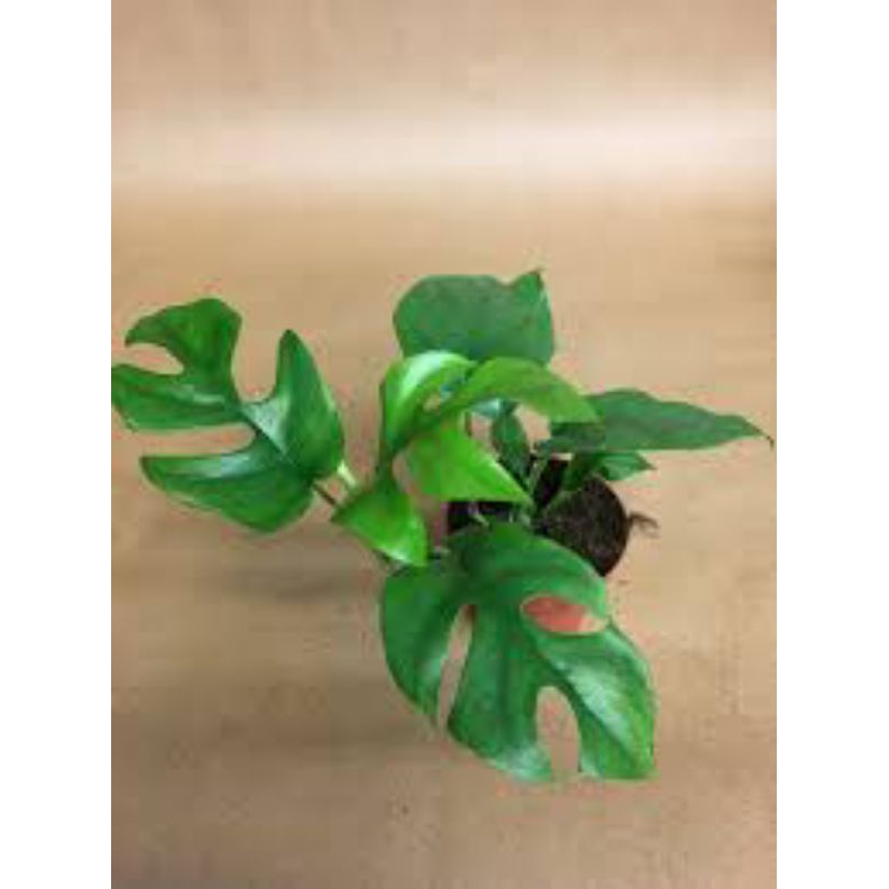 Tanaman hias monstera  rhaphidophora pertusa