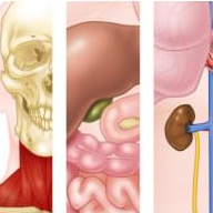 Video Tutorial Coursera – Anatomy Specialization