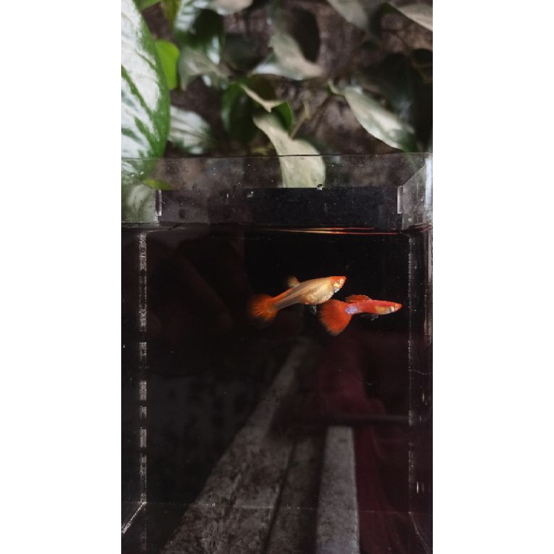 Guppy Sepasang Albino Koi