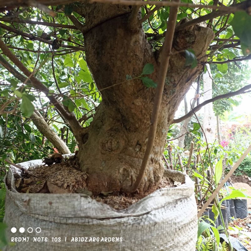 bonggol Jumbo bugenvile Real Pic